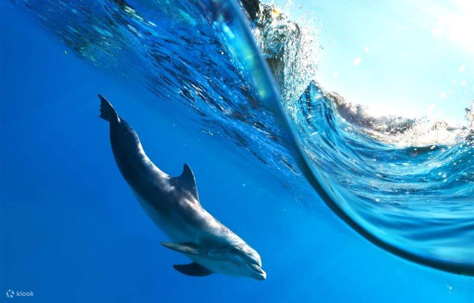 Bahía de Makadi: Tour en barco para avistar delfines con traslados privados