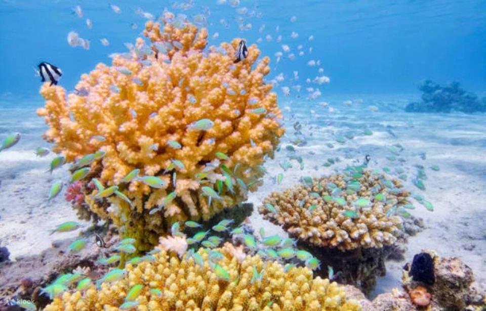 Sahl Hasheesh: Diving or Snorkeling Boat Trip dengan Makan Siang