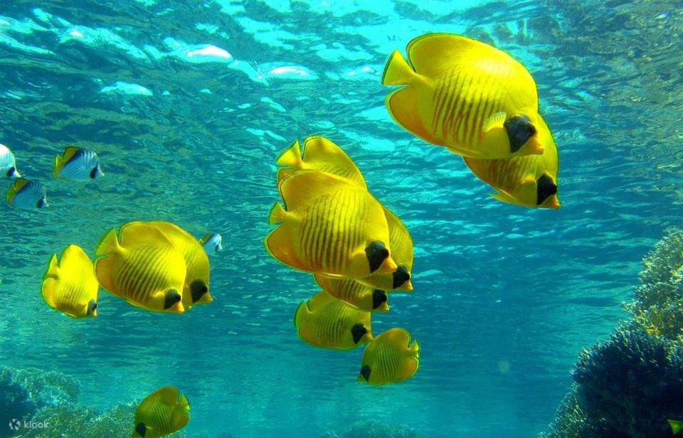 Mar Rosso: Isola di Orange Bay e crociera con snorkeling e pranzo