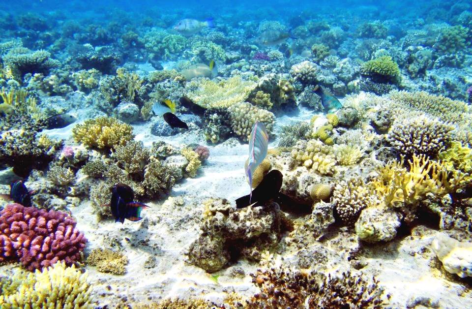 Sharm: Crucero en barco de buceo a la isla de Tirán con traslados privados