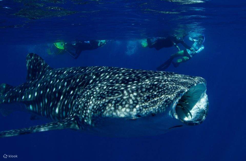Nuoto con gli squali balena
