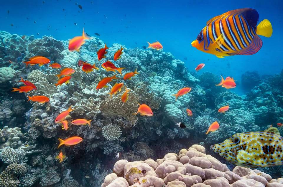 オレンジベイ・バナナボート・シュノーケルクルーズ 日帰りツアー（マカディ / 昼食付き）