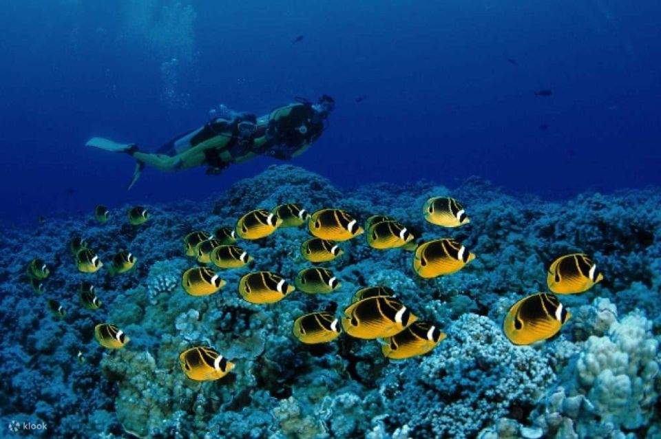 Red Sea: Semi-Submarine Boat Trip with Snorkeling