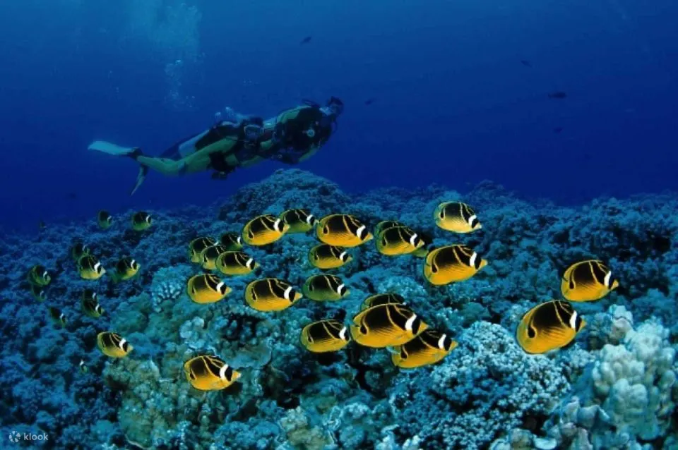 红海：半潜艇浮潜之旅