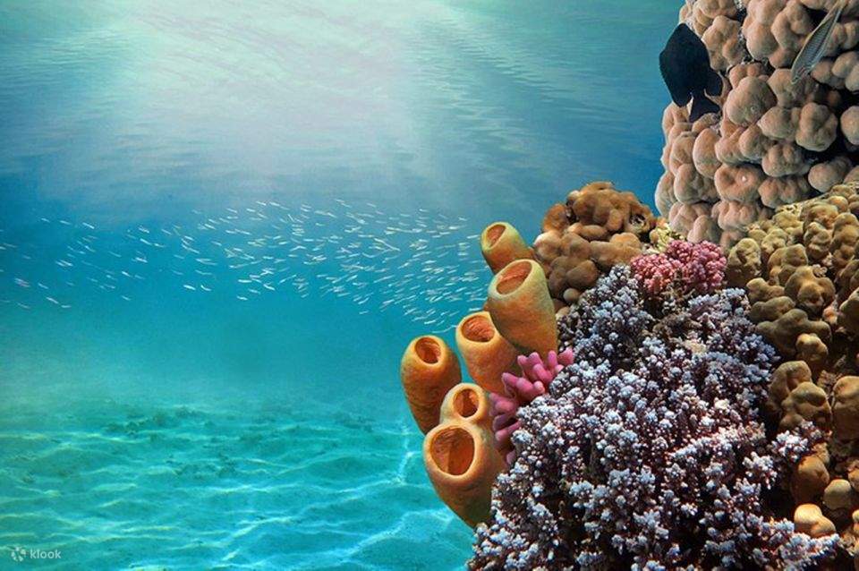 夏姆锡克：海岸线半潜艇之旅