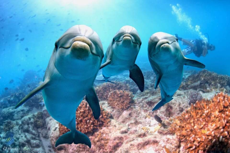 Swim with Dolphins & Snorkeling in Hurghada – Boat Trip & Lunch - Klook  United States