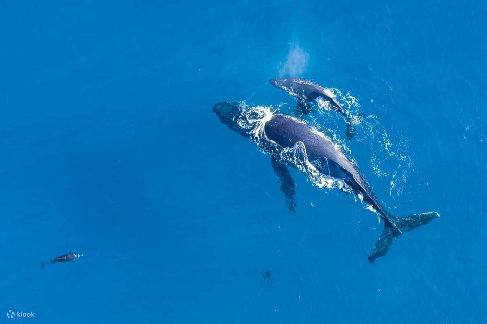 Molokini Crater and Turtle Arches Snorkel Tour in Maui Klook New Zealand