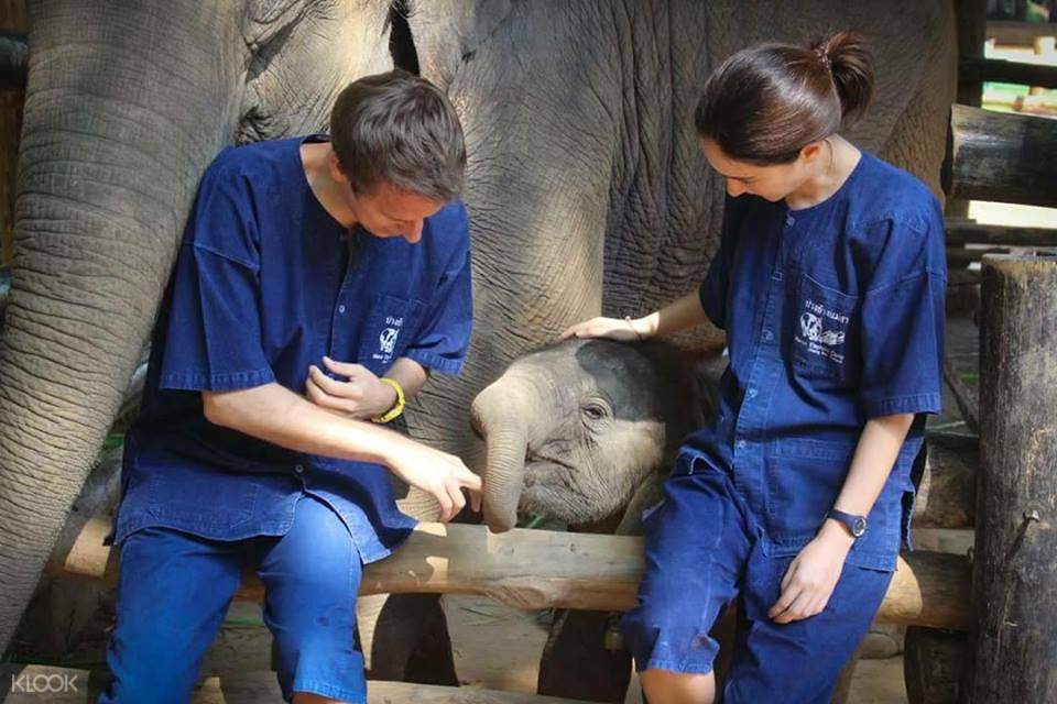 Maesa Elephant Camp Half Day Tour in Chiang Mai, Thailand