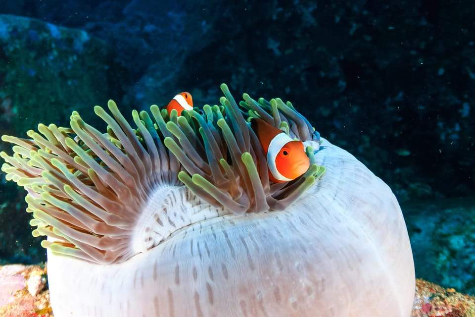 洪加達出發的橘子灣島浮潛之旅，含水上活動