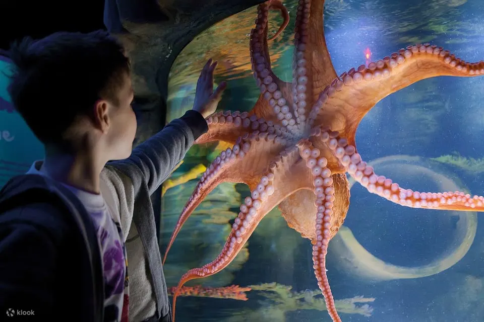 当章鱼在水族馆里走来走去时，向它们问好