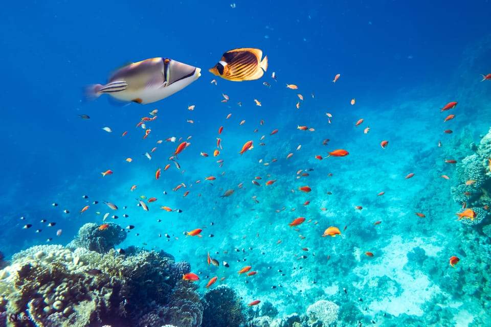 Orange Bay Island Snorkeling Trip With Water Sports From Hurghada