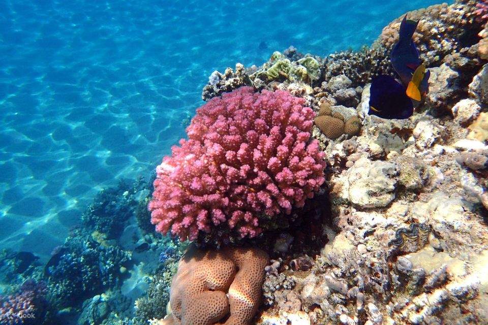 Discover the Beauty of Magawish Island: Boat Trip from Hurghada with ...