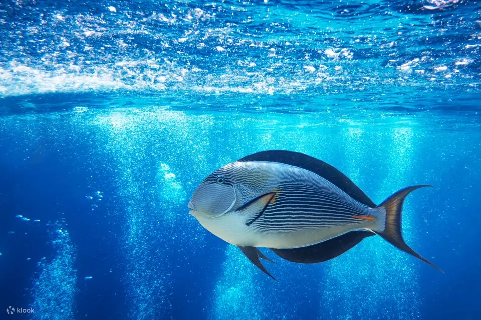 红海：橙湾岛和浮潜巡游（含午餐）