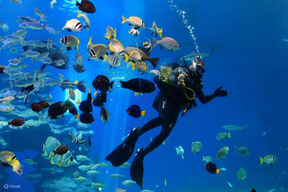 From Makadi Bay: Sindbad Submarine Tour with Round Transfers