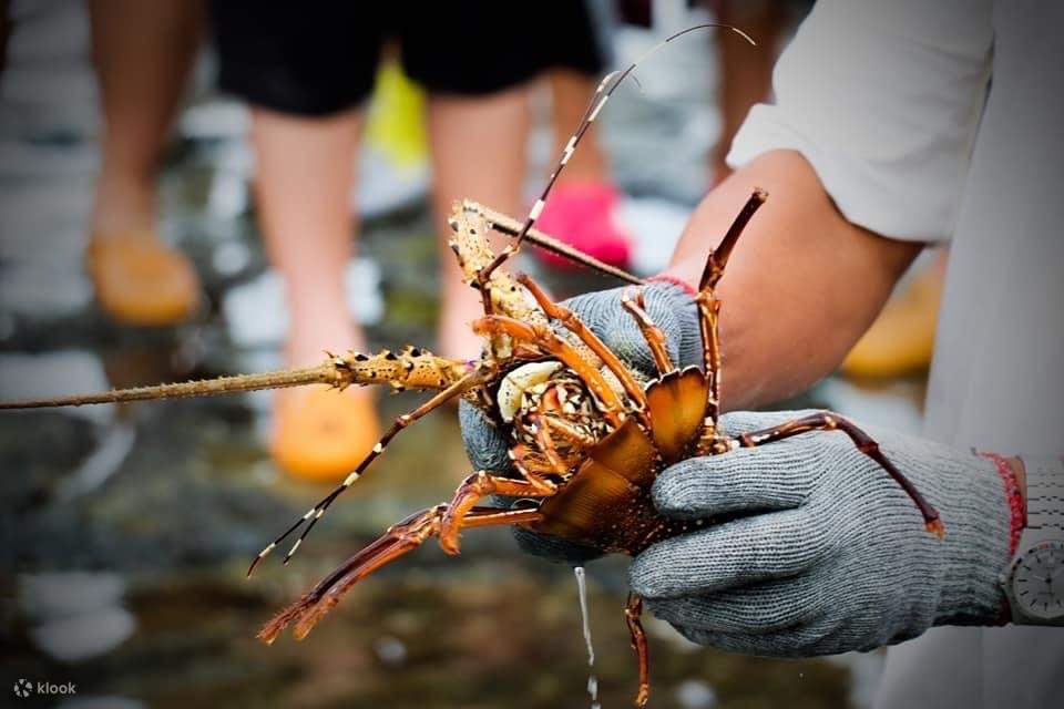 Expérience de visite des îles aux homards dans la mer de l'Est à Penghu