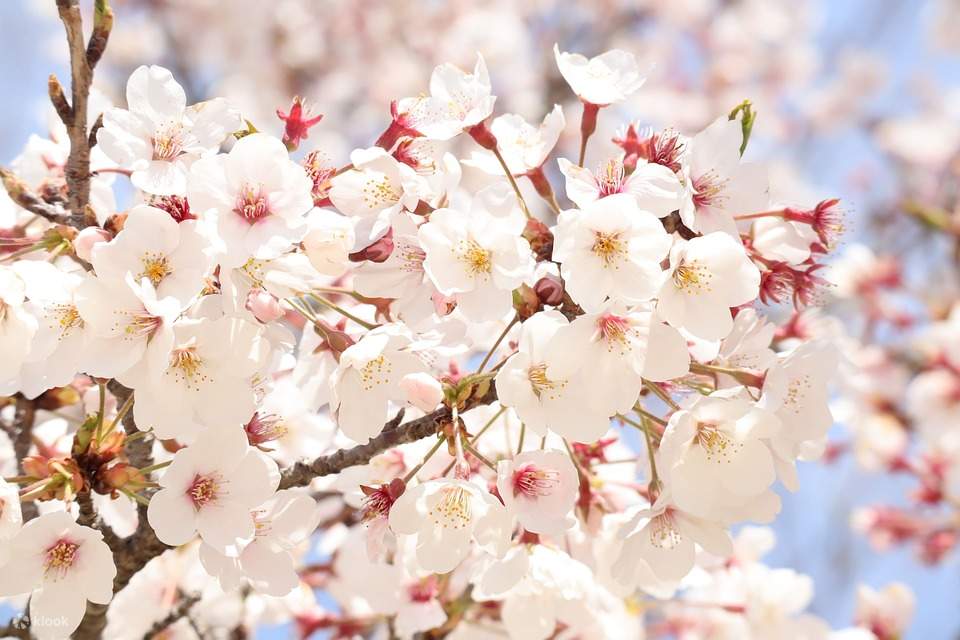 yoshino nara wallpaper