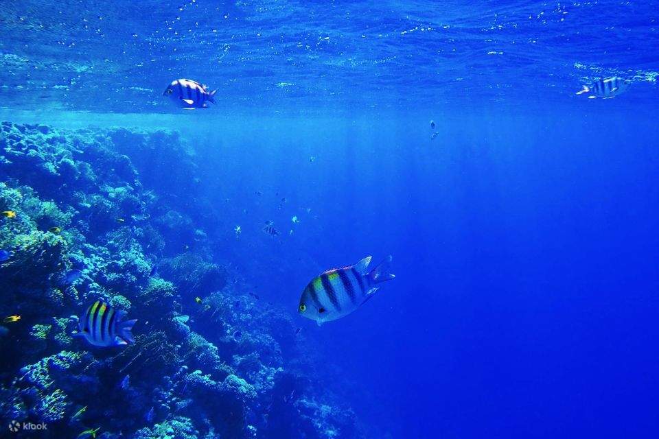 Croisière en bateau de plongée à Sharm, île de Tiran avec transferts privés