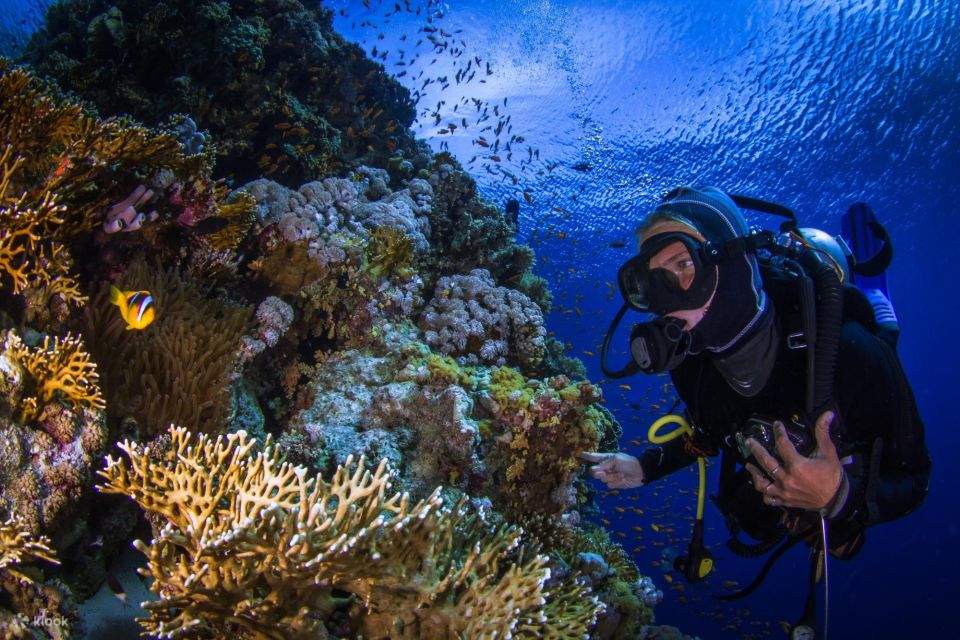 Sharm El Sheikh: Tour en crucero a la isla de Tirán con inmersión introductoria y almuerzo