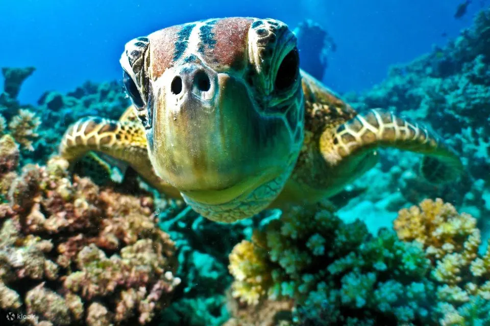 红海：半潜艇浮潜之旅