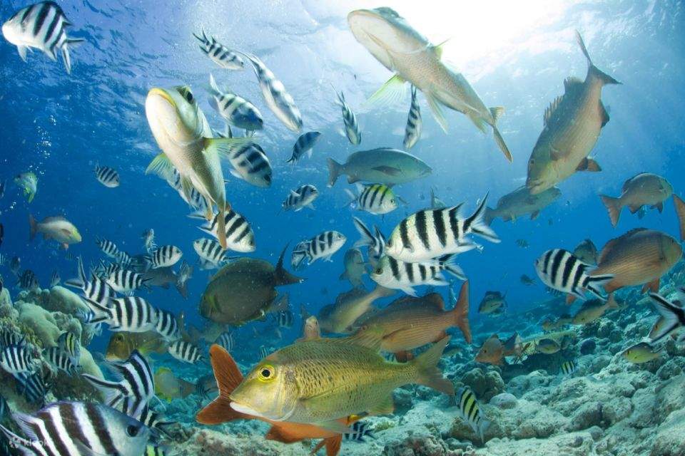 Red Sea: Semi-Submarine Boat Trip with Snorkeling