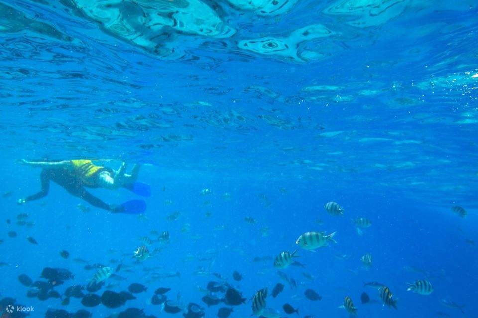 马卡迪湾：海豚观赏船之旅（含私人接送）