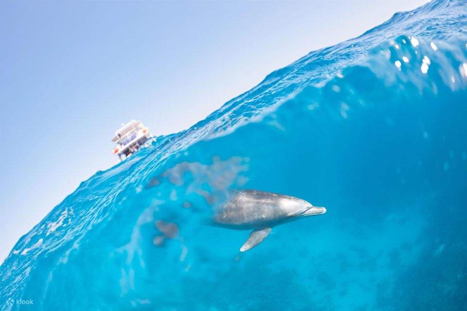 Bahía de Makadi: Tour en barco para avistar delfines con traslados privados