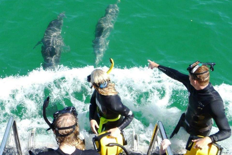 Động vật có vú biển