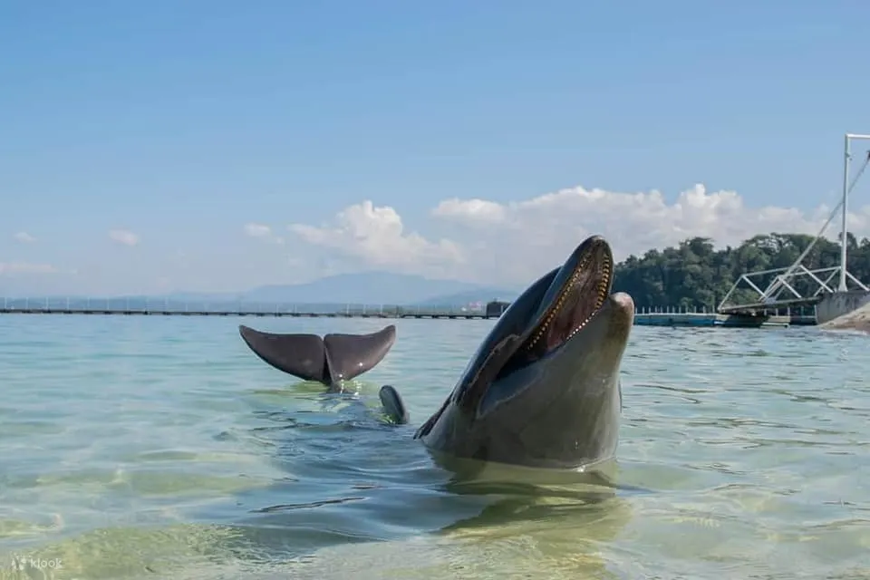 海洋冒险 海豚