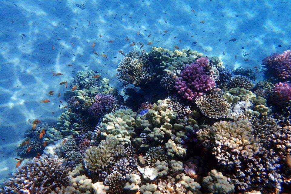 Discover the Beauty of Magawish Island: Boat Trip from Hurghada with ...