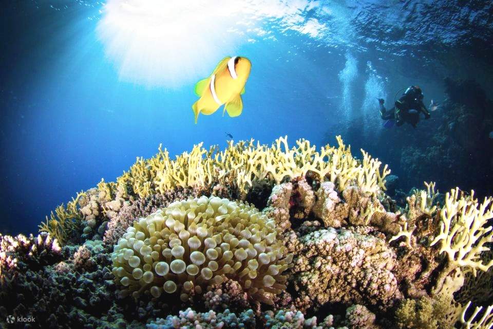 Sharm : Croisière en bateau de plongée à l’île de Tiran avec transferts privés