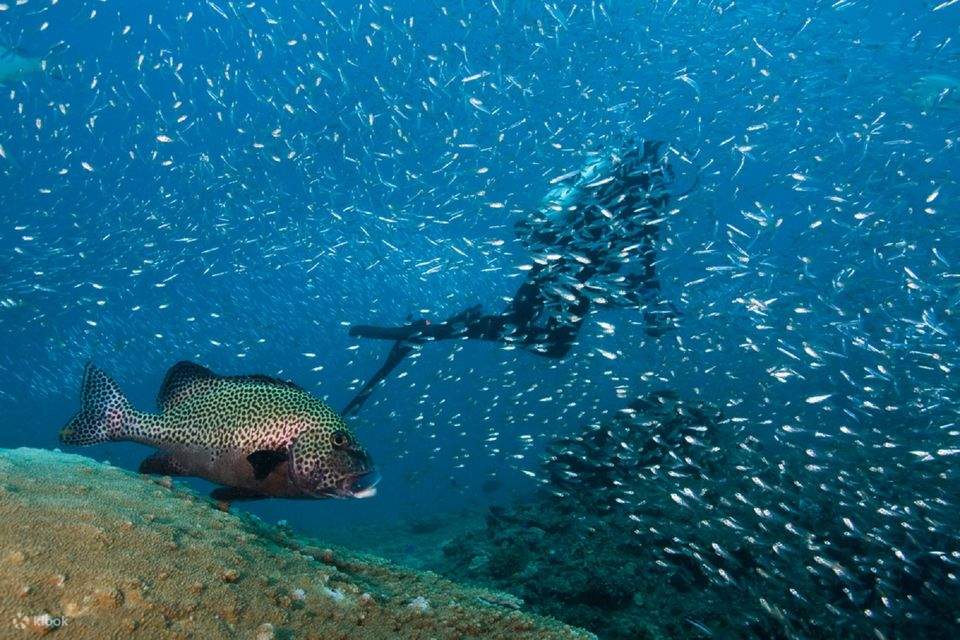 subacqueo con banco di pesci