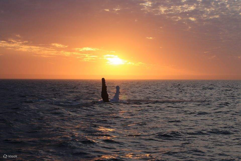 sunset whale watching tour exmouth