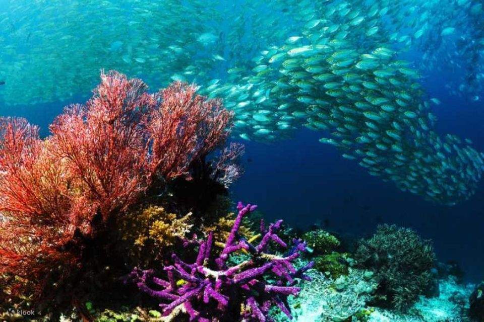 マカディ湾発：往復送迎付きシンドバッド潜水艦ツアー