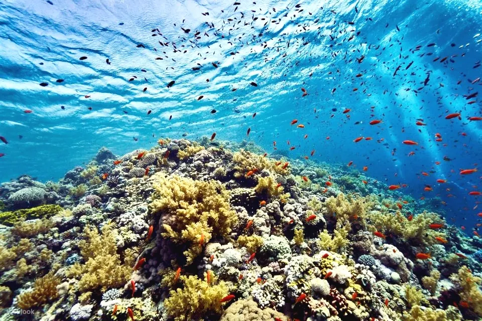 沙姆沙伊赫：蒂兰岛潜水游船（含私人接送）