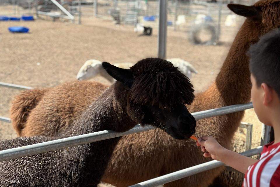 Alpaca Feeding and Wildlife Animal Private Tour - Klook
