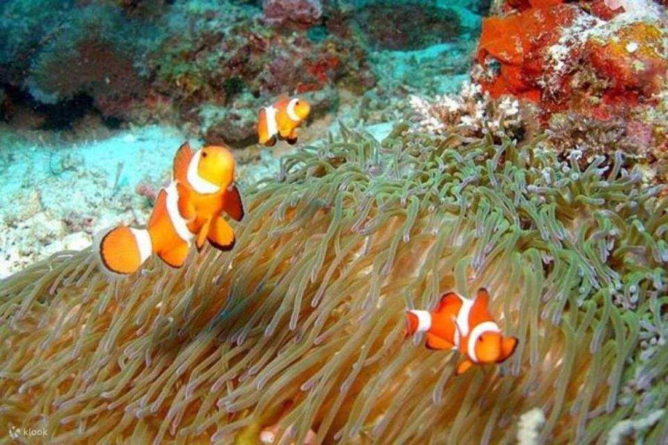 Sharm el-Sheikh: Semi-submarine Trip di Sepanjang Pantai