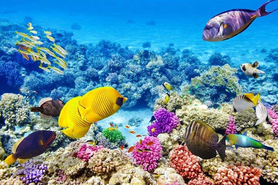 Mar Rosso: Isola di Orange Bay e crociera con snorkeling e pranzo