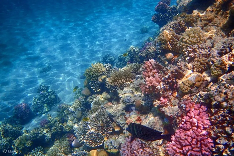 红海：橙湾岛和浮潜巡游（含午餐）