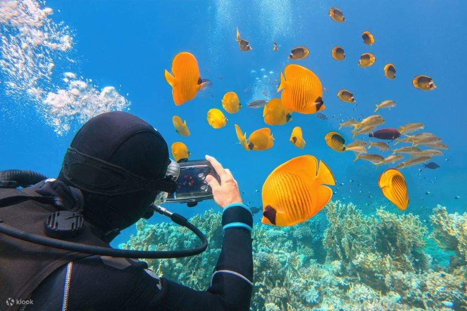 Sahl Hasheesh: Diving or Snorkeling Boat Trip dengan Makan Siang