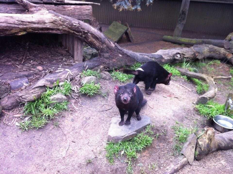 Weinproben Yarra Valley Touren ab Melbourne