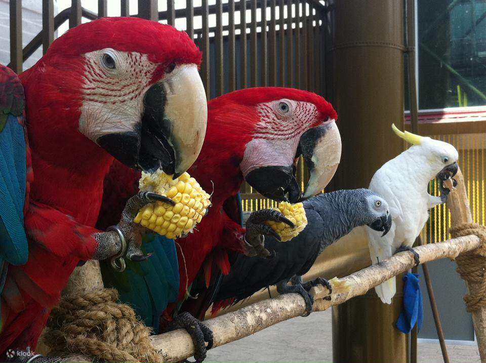 Melaka Bird Park 