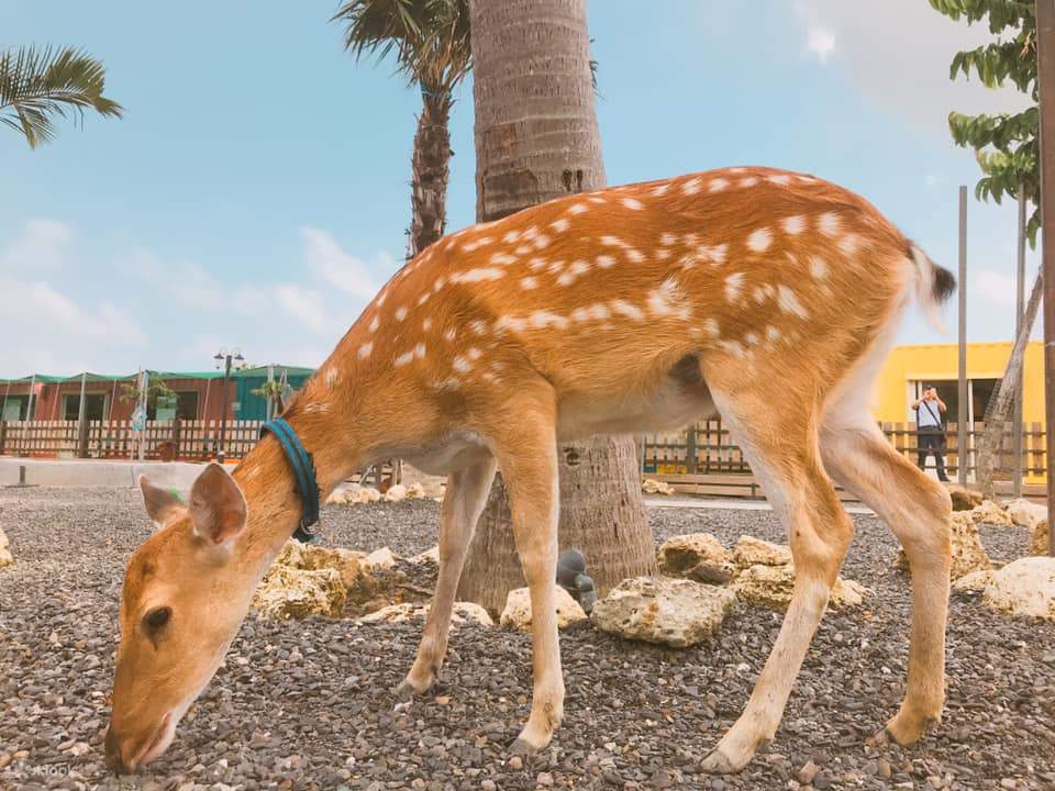 Địa điểm thân thiện với gia đình nhất định phải ghé thăm ở Kenting, tương tác và cho hươu Bambi ăn.