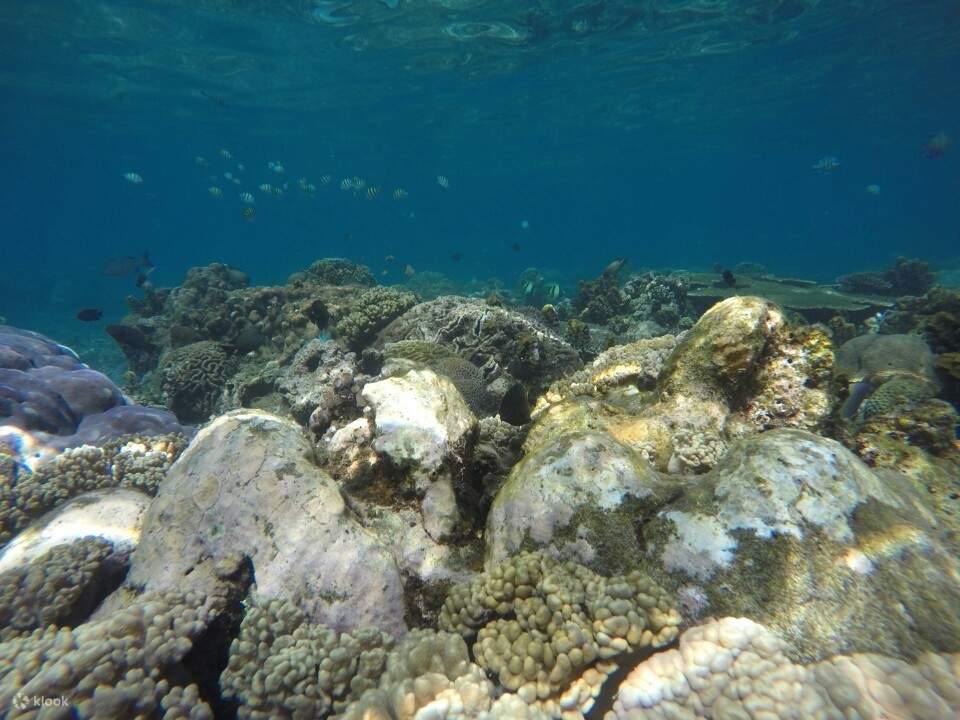 coral reefs at Labuhan Amuk Beach