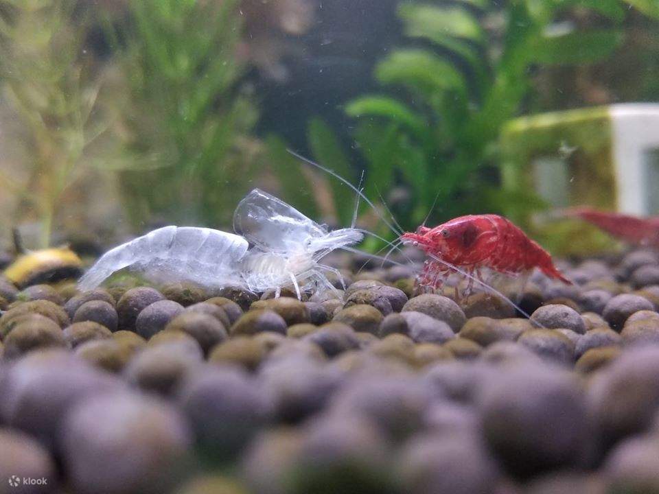 Concept X Plus - 미니 빌딩 블록 에코 아쿠아리움