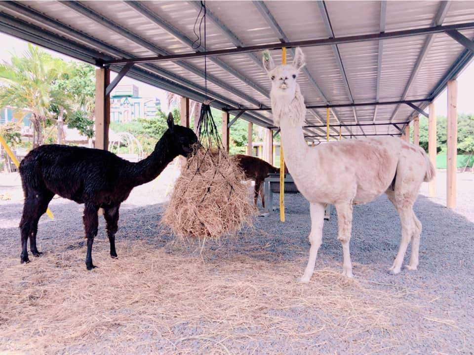 ご家族連れで楽しめる、動物への餌やり体験