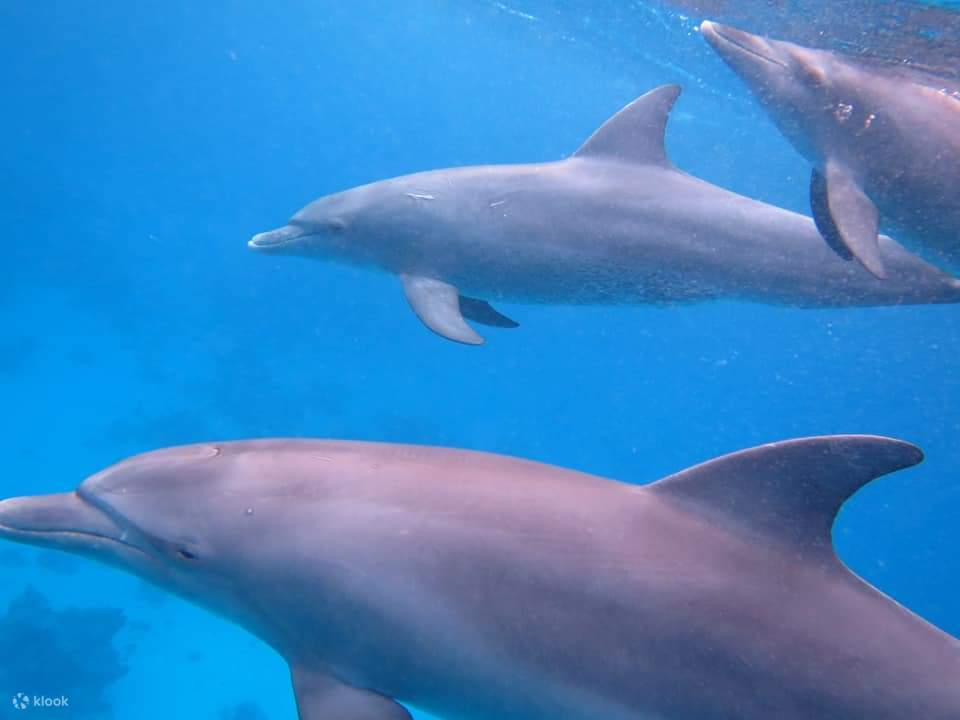 Nage avec les dauphins, excursion VIP de plongée en apnée avec déjeuner - Hurghada