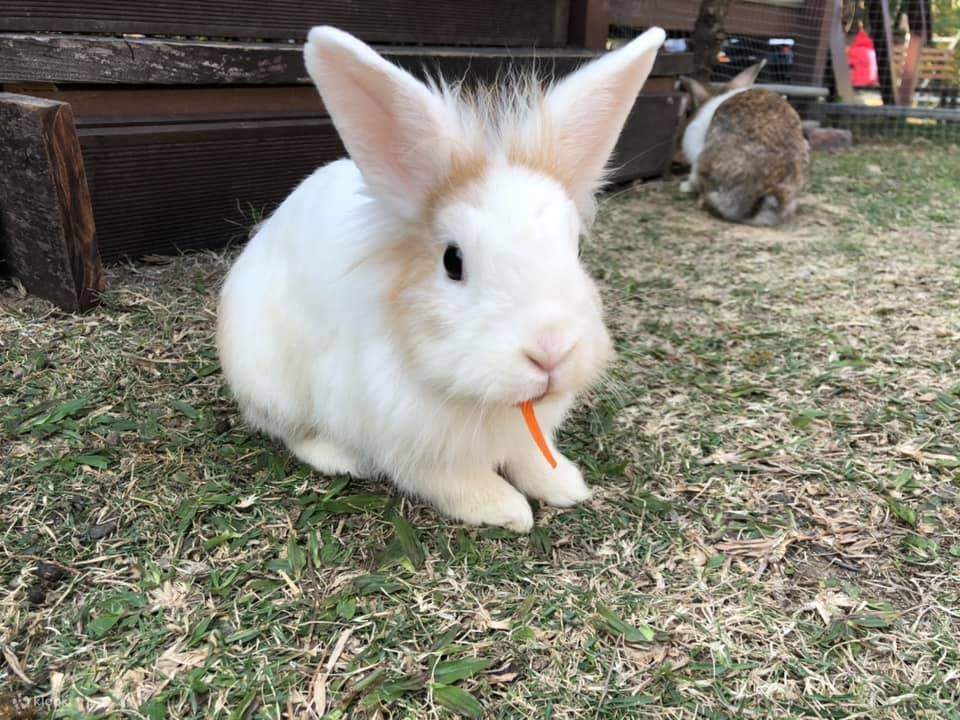 [부모와 자식 활동] Yuen Long Little White Rabbit Farm Bunny Wonderland 클룩