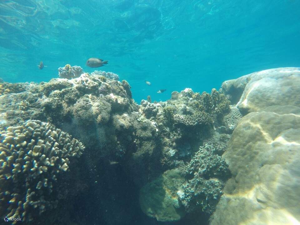 拉布汉阿穆克海滩的鱼类和珊瑚