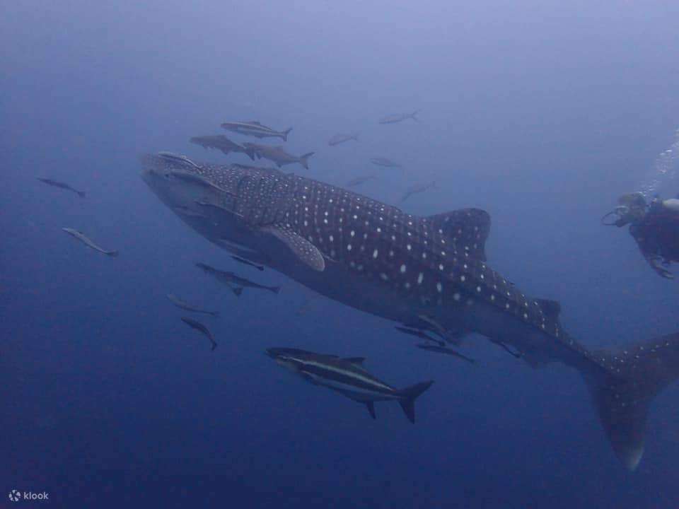 Excursion de plongée sous-marine de 3 jours