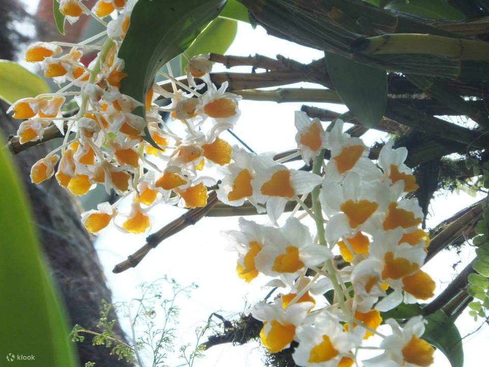 Largest Orchid Farm, Ecological Agriculture Join In Tour 클룩 Klook 한국